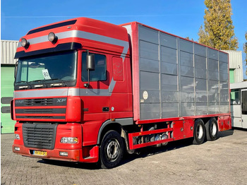 Livestock truck DAF XF 95 430