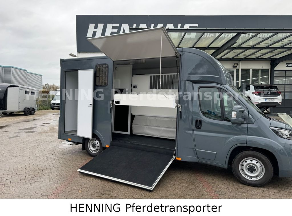 Fiat Ducato *NEUWAGEN* ca.1100 kg Nutzlast - Horse truck: picture 4 Fiat Ducato *NEUWAGEN* ca.1100 kg Nutzlast - Horse truck: picture 4
