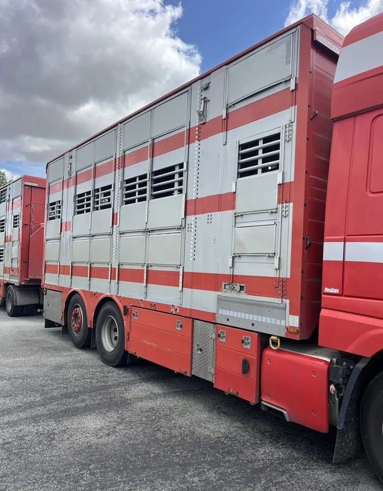 DAF XF 460 + Przyczepa Pezzaoli - 3X Trzoda, 2 X Bydło I 3 poziomy I Podnoszony dach I Hydroburta I Osie Skrętne I Poidła I Wentylatory I Pilot Manualny | Euro5 - Livestock truck: picture 5 DAF XF 460 + Przyczepa Pezzaoli - 3X Trzoda, 2 X Bydło I 3 poziomy I Podnoszony dach I Hydroburta I Osie Skrętne I Poidła I Wentylatory I Pilot Manualny | Euro5 - Livestock truck: picture 5