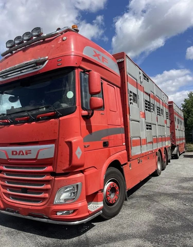 DAF XF 460 + Przyczepa Pezzaoli - 3X Trzoda, 2 X Bydło I 3 poziomy I Podnoszony dach I Hydroburta I Osie Skrętne I Poidła I Wentylatory I Pilot Manualny | Euro5 - Livestock truck: picture 2 DAF XF 460 + Przyczepa Pezzaoli - 3X Trzoda, 2 X Bydło I 3 poziomy I Podnoszony dach I Hydroburta I Osie Skrętne I Poidła I Wentylatory I Pilot Manualny | Euro5 - Livestock truck: picture 2