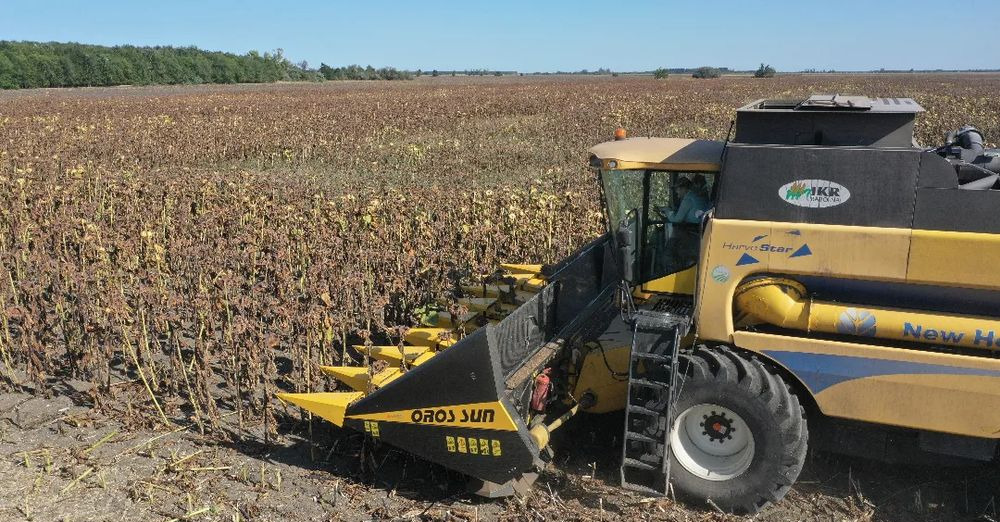 New Sunflower header Oros SUN 876 8 rzędowy, Nowe Przystawki do zbioru słonecznika,: picture 6 New Sunflower header Oros SUN 876 8 rzędowy, Nowe Przystawki do zbioru słonecznika,: picture 6