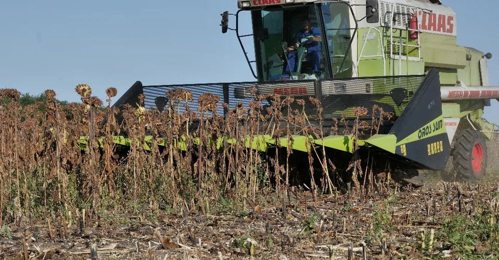 New Sunflower header Oros SUN 876 8 rzędowy, Nowe Przystawki do zbioru słonecznika,: picture 16 New Sunflower header Oros SUN 876 8 rzędowy, Nowe Przystawki do zbioru słonecznika,: picture 16