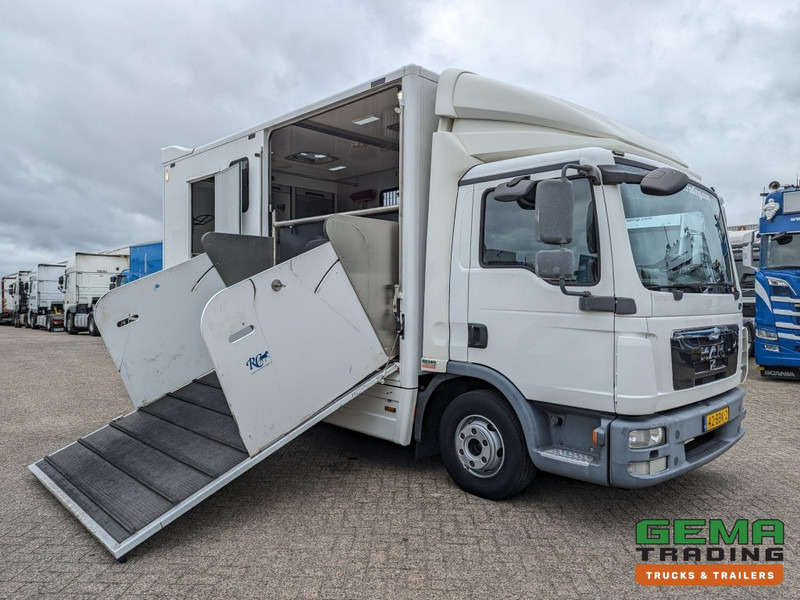 MAN TGL 12.250 4x2 Euro5 EEV RC HorseTruck - 2a3 Paards - 135.000km - MARGE (V821) - Horse truck: picture 3 MAN TGL 12.250 4x2 Euro5 EEV RC HorseTruck - 2a3 Paards - 135.000km - MARGE (V821) - Horse truck: picture 3