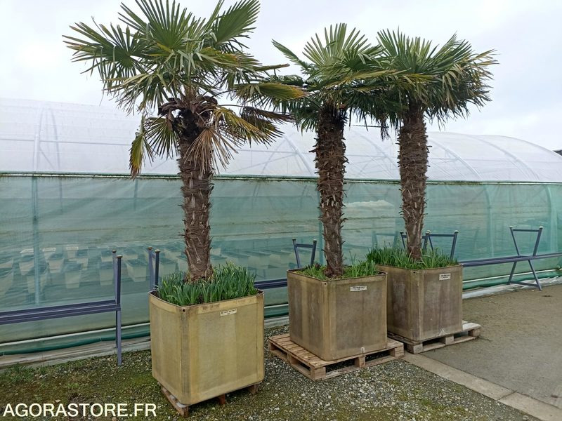 Lot de 3 palmiers en bac - Garden equipment: picture 1 Lot de 3 palmiers en bac - Garden equipment: picture 1